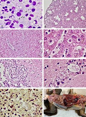 Genetic characterization of hypervirulent Klebsiella pneumoniae responsible for acute death in captive marmosets